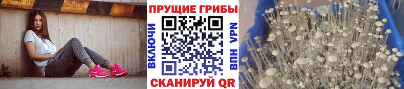 закладка  Электроугли  Галлюциногенные грибы GOLDEN TEACHER 